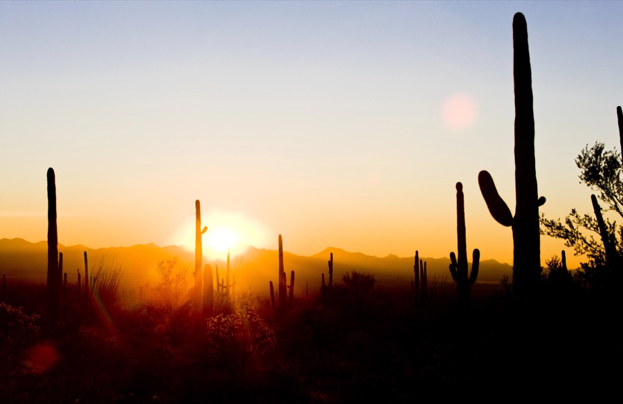 Saguaro silhouettes at sunset