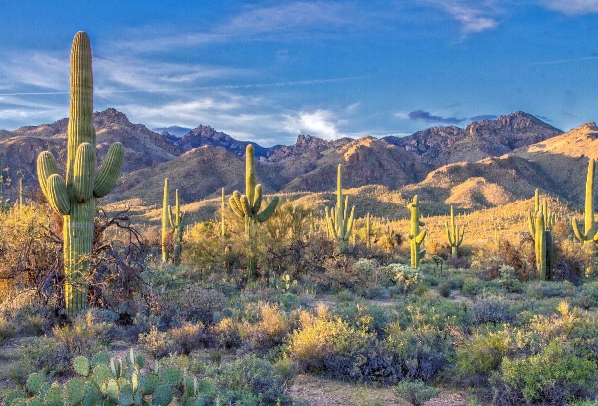 Saguaro National Park